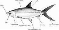 Klasifikasi Ikan Tongkol Jurnal