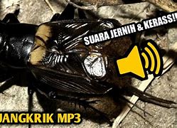 Suara Pengusir Tikus Jangkrik